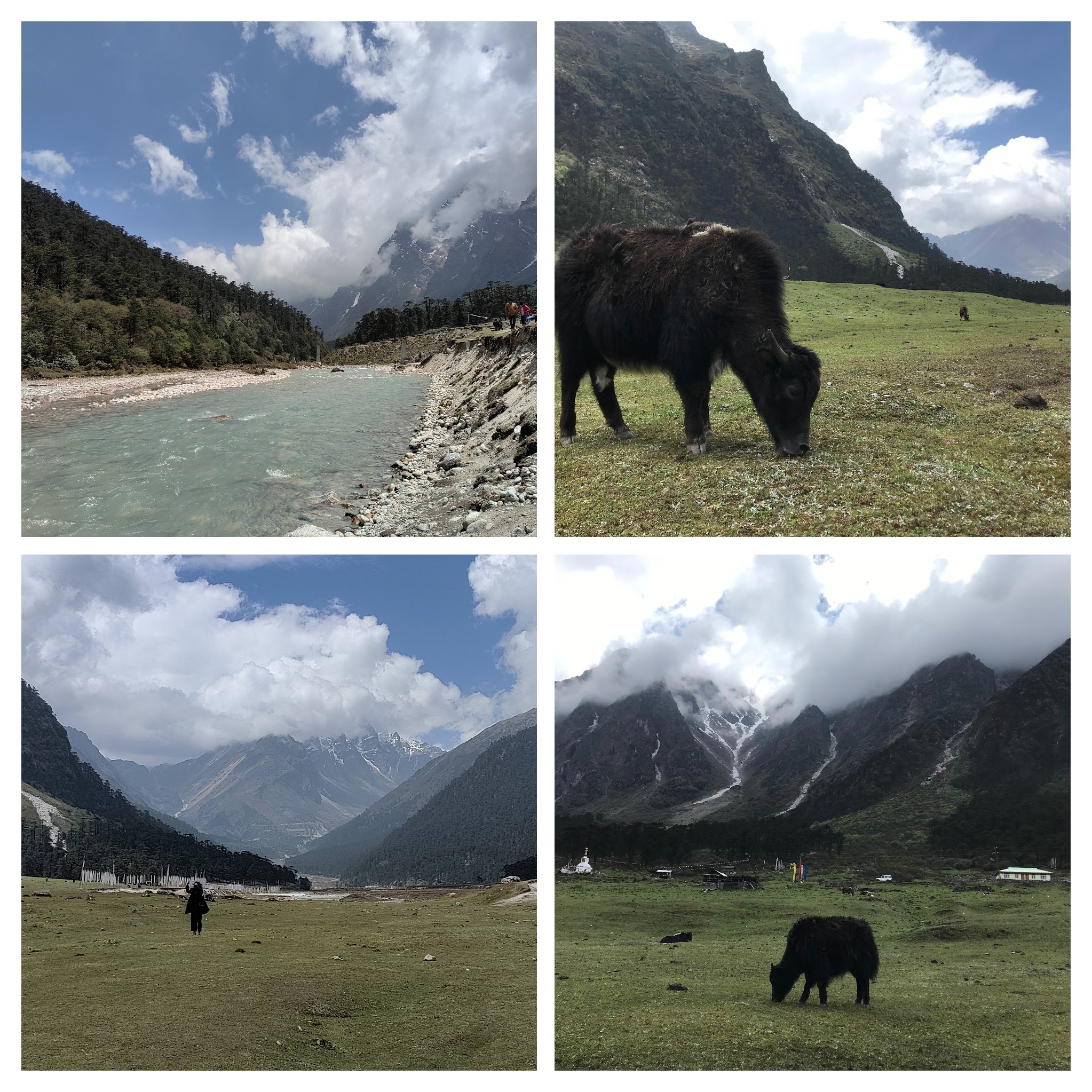 Yumthang Valley